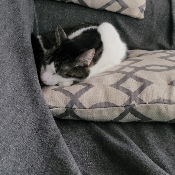 Meet your Posher, Amy - Picture 3 of 10